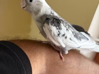 EVİNE MASKOT ARAYANLARA KUSURSUZ ERKEK SULTAN