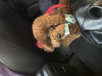 10 Aylık Dişi Ayı Surat Kore Toy Poodle