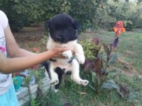 Amerikan Akita yavrularımız