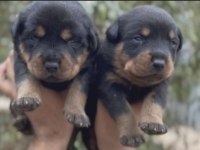 Rottweiler yavruları