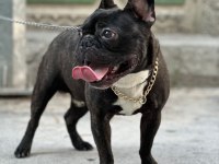 1 yaşında oyuncu french bulldog