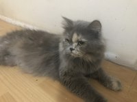 Güzel british longhair kızıma yuva arıyorum