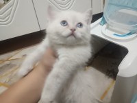 A Kalite Yavrularımız 60 günlükler 6 kardeşten son 2