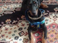 Doberman yavru iş sebebi ile sahiplendirilecektir