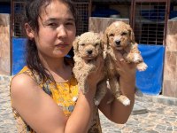 Maltipoo yavrusu köpeklerimiz