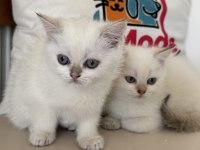 Yasal ruhsatlı çifrlikde ziyarete açık british shorthair