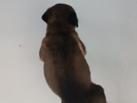 Belçika malinois dişi erkek