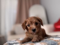 Minik Maltipoo