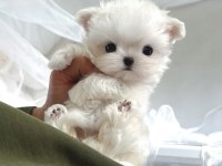 Korea Maltese terrier cep boy