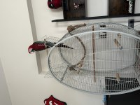 Kırmızı yeşil kanat macaw