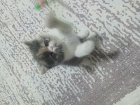 2 Aylık Dişi Exotic Shorthair Yavru