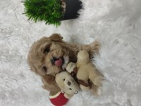 Veteriner kontrolünden garantili maltipoo bebekler