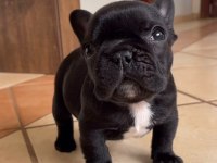 Irk Ve Sağlık Garantili French Bulldog Yavrularımız