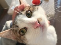 ÇOCUKLU AİLELER İÇİN UYGUN KEDİMİZ ISIRMA TIRMALAMA YOK