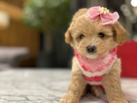 Güzeller güzeli 0 boy kore Maltipoo kattie