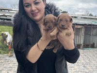 Ufacık toy poodle yavrularım