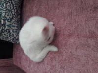 Scottish fold prensesimize yuva arıyoruz