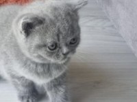 2 Aylık Tüm Eğitimleri Tamamlanmış Yavru Kedimiz