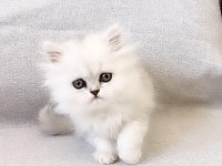 55 Günlük Safkan Chinchilla Yavrularımıza Yeni Yuva