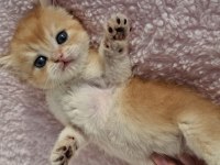 Safkan British Longhair Ve Shorthair Yavrular