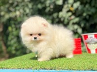 Boo Pomeranian Ultra Mini Yavrularımız