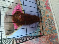 Kore toy poodle 3 aylık cipli aşılı karneli