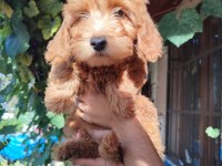 BEBEK YÜZLÜ ORİJİNAL MALTİPOO YAVRULAR