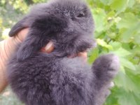 Hollanda lop Tavşan yavruları