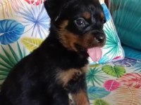 Rottweiler yavrularımız