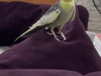 Konuşan papağanımız full evcil paşa