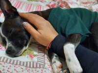 Gece French Bulldog kırması köpeğime yuva arıyorum