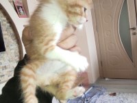 Sokak da buldum 3 4 haftalık sahiplendirilecek kediler