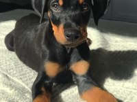FCİ KAYITLI DOBERMAN YAVRULARIMIZ