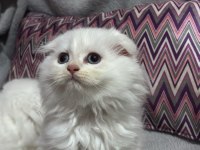 Scottish Gold Longhair Kediler