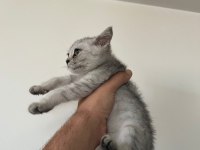 2 yavru kedimiz sahiplendirilecektir