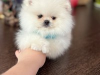 TEACUP AYICIK POMERANİAN