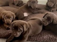 Labrador Retriever Bebeklerimiz Evinizin Neşesi Olacaktır