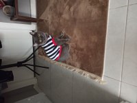 Kedimiz Gölge yuvasını arıyor