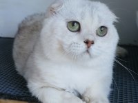 Scottish fold shorthair bs 11 erkek