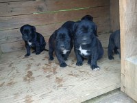 Cane corso köpeği yavrular
