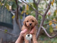 Sevimli Irk Toy Poodle