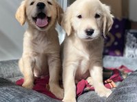 Muhteşem Babyface Golden Retriever Yavrular