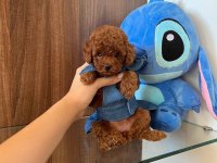 Toy Poodle Kore Yavrumuz