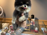Orjinal Pomeranian Boo