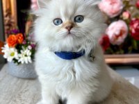 55 Günlük British Longhair Golden Point