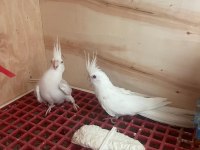 Albino Sultan Papağanımız İçin Ulaşın