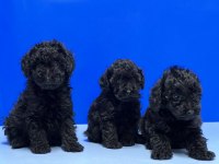 SİYAH POODLE YAVRU
