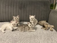 Sevimli british shorthair kediler