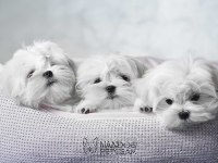 KORE MALTESE TERRİER