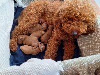 Toy Poodle yavrularımız orjinal red brown